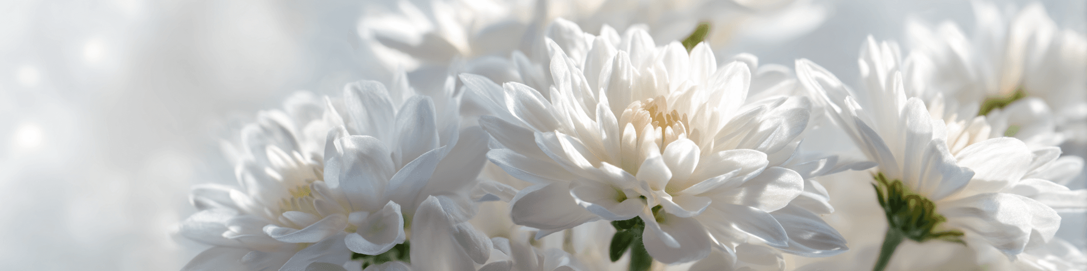 연수장례식장 페이지 헤더 배경